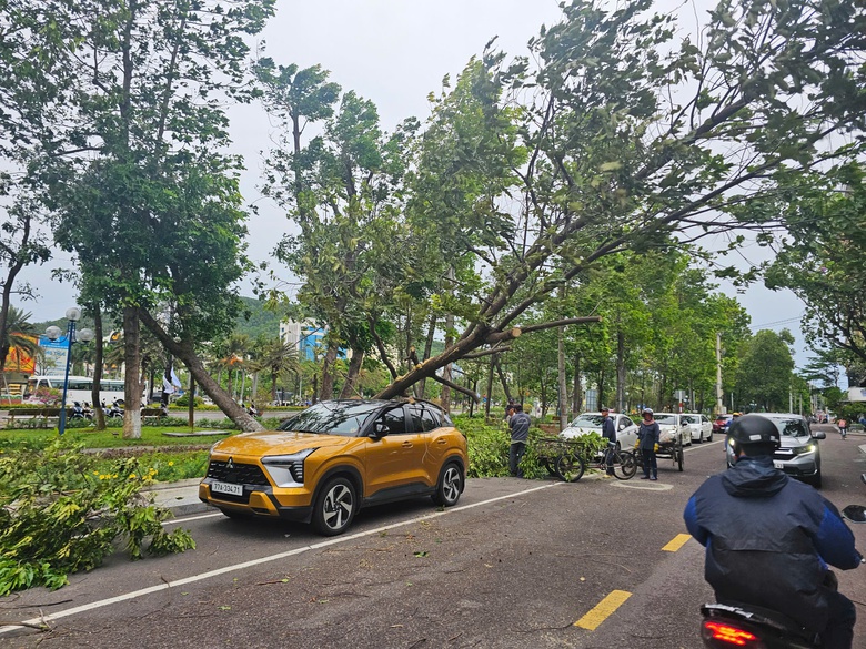 B&igrave;nh Định: C&acirc;y bật gốc giữa phố đ&egrave; tr&uacute;ng người phụ nữ đi xe m&aacute;y- Ảnh 1.