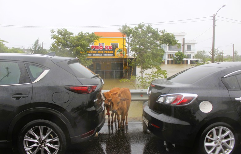 Nước lũ bủa v&acirc;y ở thị x&atilde; Quảng Trị, người d&acirc;n vất vả lội lụt, di chuyển bằng thuyền- Ảnh 12.