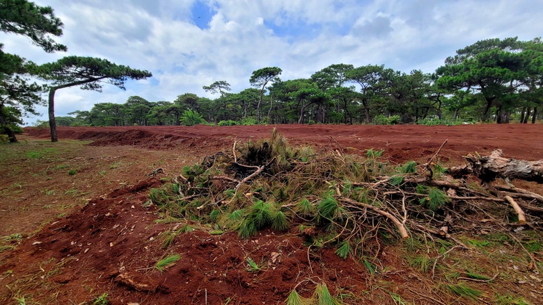 Gia Lai: Ph&aacute;t hiện 11 hố th&ocirc;ng cổ thụ bị đ&agrave;o khỏi rừng- Ảnh 1.