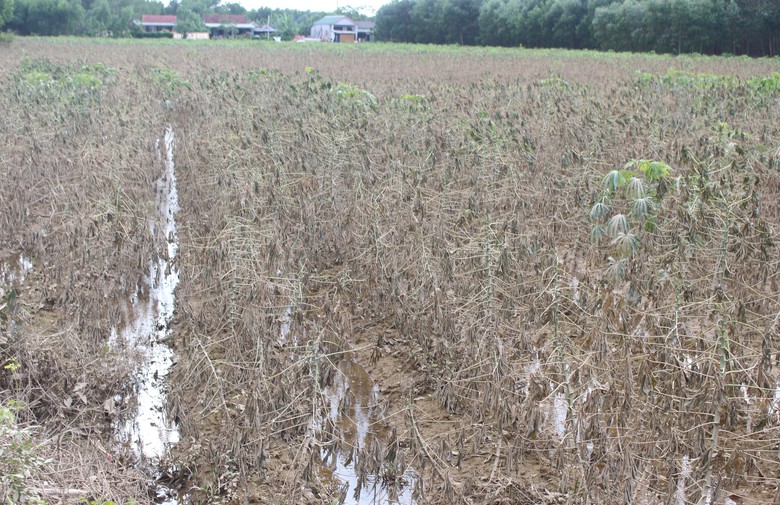 Mưa lũ dị thường gây thiệt hại nặng, Quảng Trị công bố tình huống khẩn cấp thiên tai- Ảnh 3. Mưa lũ dị thường gây thiệt hại nặng, Quảng Trị công bố tình huống khẩn cấp thiên tai- Ảnh 3.