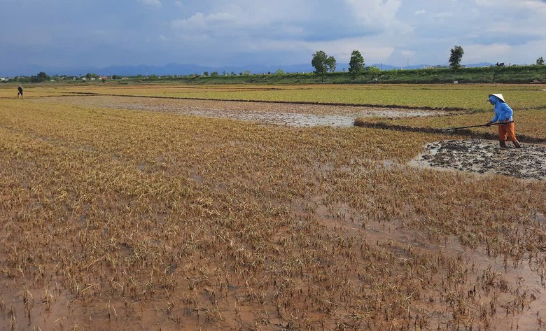 Mưa lũ dị thường gây thiệt hại nặng, Quảng Trị công bố tình huống khẩn cấp thiên tai- Ảnh 6. Mưa lũ dị thường gây thiệt hại nặng, Quảng Trị công bố tình huống khẩn cấp thiên tai- Ảnh 6.