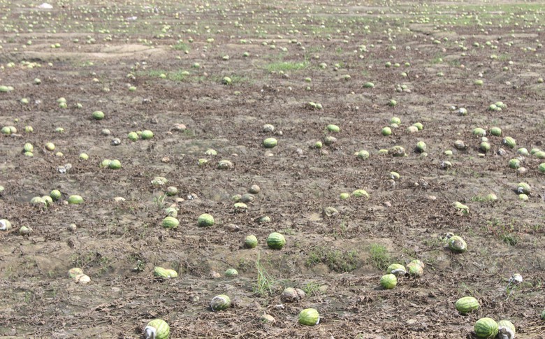 Quảng Trị: Khôi phục sản xuất, đảm bảo đời sống người dân thiệt hại do mưa lũ bất thường- Ảnh 11. Quảng Trị: Khôi phục sản xuất, đảm bảo đời sống người dân thiệt hại do mưa lũ bất thường- Ảnh 11.