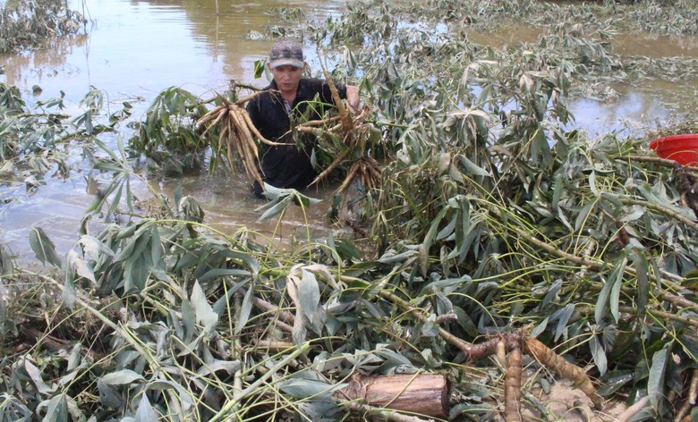 Quảng Trị: Khôi phục sản xuất, đảm bảo đời sống người dân thiệt hại do mưa lũ bất thường- Ảnh 12. Quảng Trị: Khôi phục sản xuất, đảm bảo đời sống người dân thiệt hại do mưa lũ bất thường- Ảnh 12.