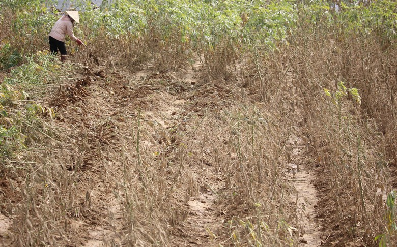 Quảng Trị: Khôi phục sản xuất, đảm bảo đời sống người dân thiệt hại do mưa lũ bất thường- Ảnh 15. Quảng Trị: Khôi phục sản xuất, đảm bảo đời sống người dân thiệt hại do mưa lũ bất thường- Ảnh 15.