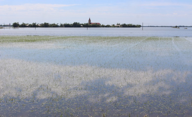 Quảng Trị: Khôi phục sản xuất, đảm bảo đời sống người dân thiệt hại do mưa lũ bất thường- Ảnh 6. Quảng Trị: Khôi phục sản xuất, đảm bảo đời sống người dân thiệt hại do mưa lũ bất thường- Ảnh 6.