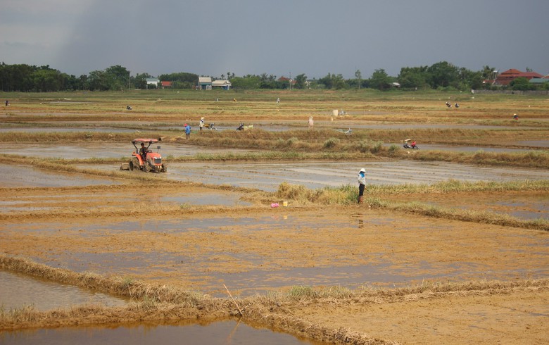 Quảng Trị: Khôi phục sản xuất, đảm bảo đời sống người dân thiệt hại do mưa lũ bất thường- Ảnh 7. Quảng Trị: Khôi phục sản xuất, đảm bảo đời sống người dân thiệt hại do mưa lũ bất thường- Ảnh 7.