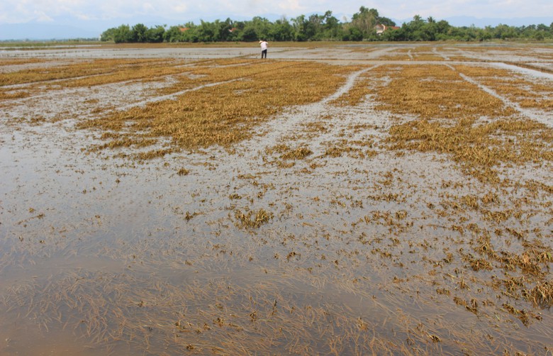 Xót xa hàng nghìn ha lúa ở Quảng Trị ngập úng sau đợt lũ bất thường- Ảnh 2. Xót xa hàng nghìn ha lúa ở Quảng Trị ngập úng sau đợt lũ bất thường- Ảnh 2.