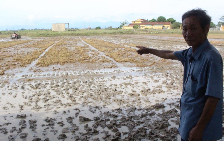 Xót xa hàng nghìn ha lúa ở Quảng Trị ngập úng sau đợt lũ bất thường- Ảnh 4. Xót xa hàng nghìn ha lúa ở Quảng Trị ngập úng sau đợt lũ bất thường- Ảnh 4.