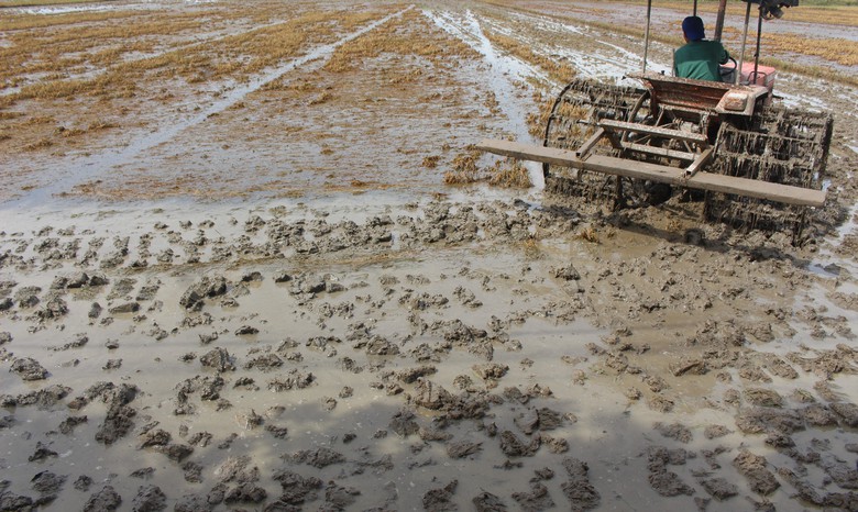 Xót xa hàng nghìn ha lúa ở Quảng Trị ngập úng sau đợt lũ bất thường- Ảnh 5. Xót xa hàng nghìn ha lúa ở Quảng Trị ngập úng sau đợt lũ bất thường- Ảnh 5.