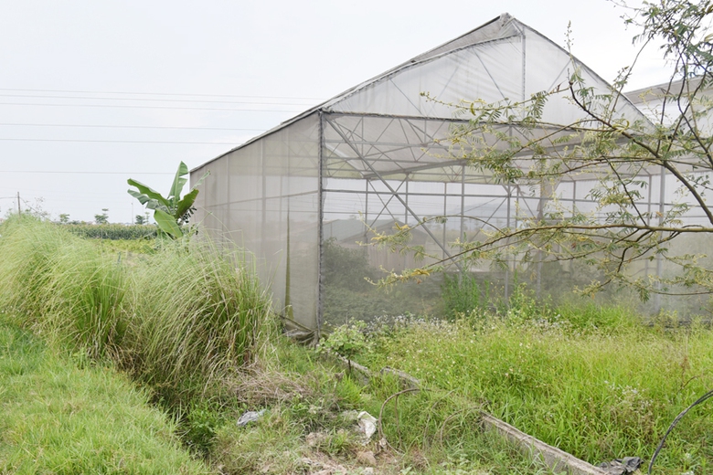 Dự &aacute;n trồng c&acirc;y dược liệu thất bại, người d&acirc;n H&agrave; Tĩnh mong trả lại đất- Ảnh 3.