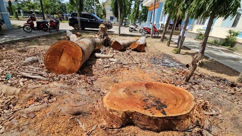 Gia Lai: X&aacute;c minh việc UBND phường chặt c&acirc;y cổ thụ trong khu&ocirc;n vi&ecirc;n đem b&aacute;n- Ảnh 1.