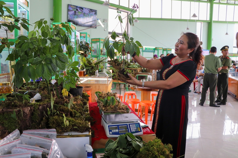 V&igrave; sao Đ&agrave; Nẵng dừng tổ chức lễ hội quốc tế S&acirc;m Ngọc Linh 2025?- Ảnh 1.