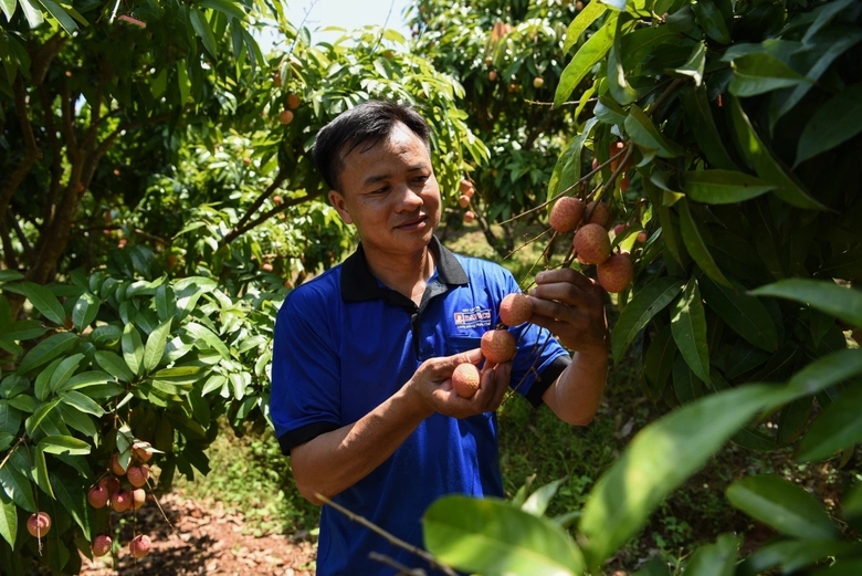 Đa dạng sản phẩm chế biến từ vải thiều Bắc Giang - n&acirc;ng tầm đặc sản v&ugrave;ng miền- Ảnh 1.