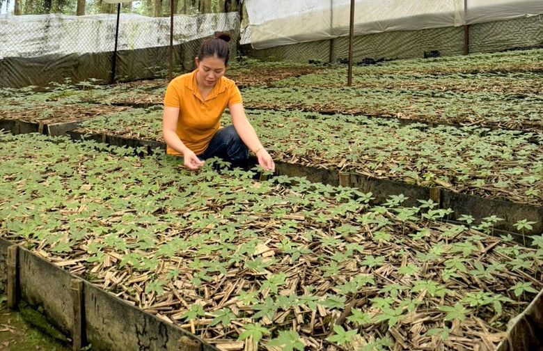 Tỉnh Quảng Nam cho ph&eacute;p Thaco khảo s&aacute;t dự &aacute;n sản xuất s&acirc;m Ngọc Linh- Ảnh 2.