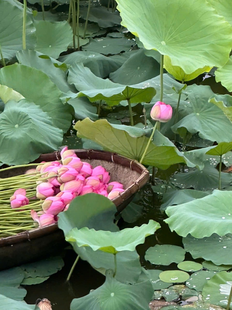 Khuyến kh&iacute;ch sử dụng xe đạp tạo v&ugrave;ng ph&aacute;t thải thấp, hướng tới "sống xanh"- Ảnh 5.