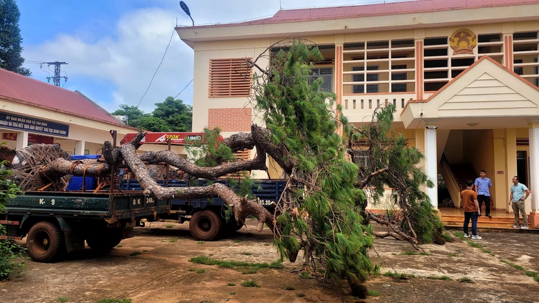 Gia Lai: Bị ph&aacute;t hiện chở th&ocirc;ng khủng d&aacute;ng bonsai, hai t&agrave;i xế "bỏ của chạy lấy người"- Ảnh 2.