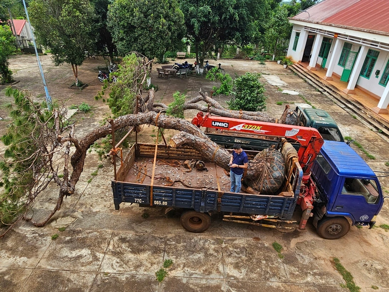 Gia Lai: Bị ph&aacute;t hiện chở th&ocirc;ng khủng d&aacute;ng bonsai, hai t&agrave;i xế "bỏ của chạy lấy người"- Ảnh 1.