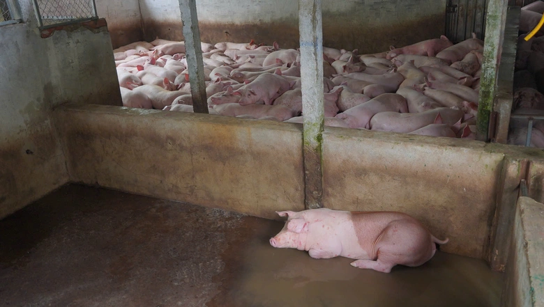 Hậu Giang: Sẽ xử l&yacute; nghi&ecirc;m vi&ecirc;n chức để xảy ra sai phạm trong kiểm so&aacute;t giết mổ động vật- Ảnh 2.