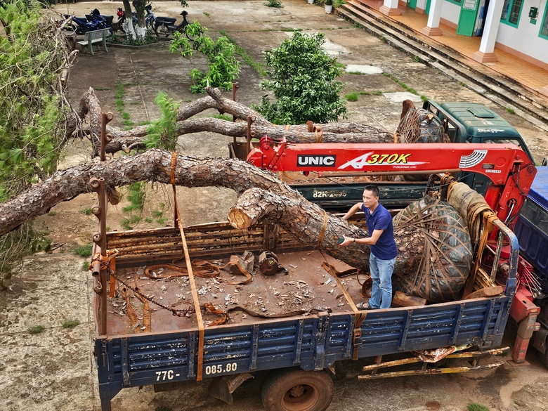 Gia Lai: L&agrave;m r&otilde; nguồn gốc hai c&acirc;y th&ocirc;ng khủng vận chuyển l&uacute;c rạng s&aacute;ng- Ảnh 1.