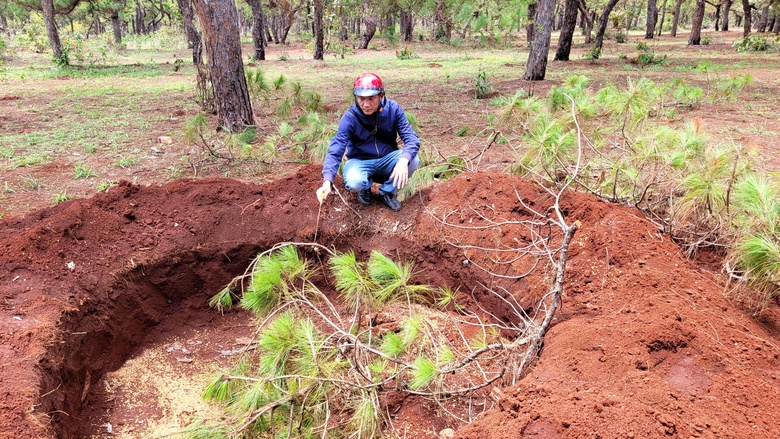 Gia Lai: L&agrave;m r&otilde; nguồn gốc hai c&acirc;y th&ocirc;ng khủng vận chuyển l&uacute;c rạng s&aacute;ng- Ảnh 2.