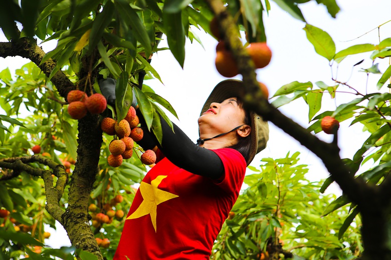 X&uacute;c tiến, k&yacute; kết ti&ecirc;u thụ 25.000 tấn vải thiều Lục Ngạn- Ảnh 4.