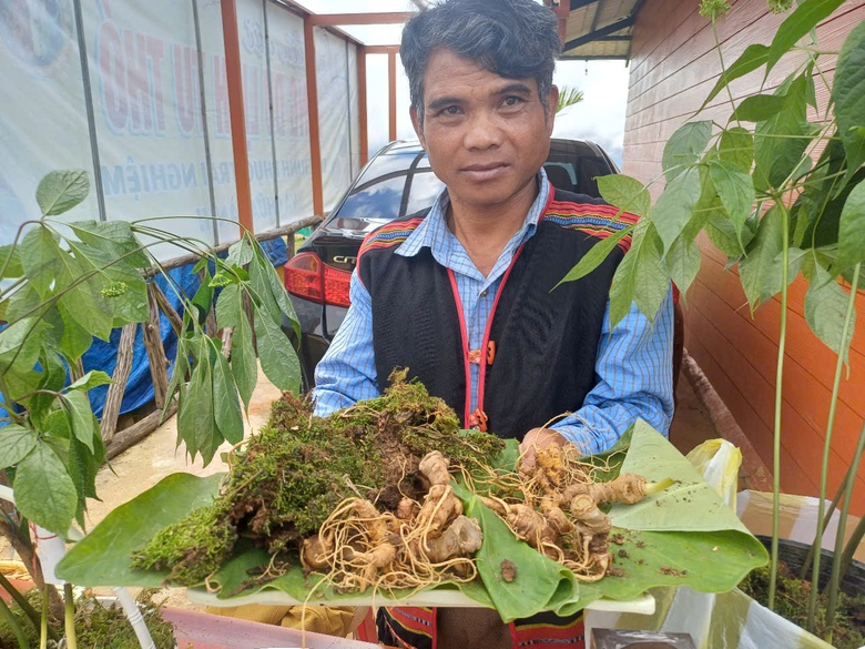 Phi&ecirc;n đấu gi&aacute; s&acirc;m Ngọc Linh ở Kon Tum c&oacute; g&igrave; đặc biệt?- Ảnh 2.