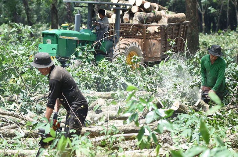 Đồng Nai y&ecirc;u cầu sớm cưa c&acirc;y, b&agrave;n giao đất l&agrave;m đường kết nối s&acirc;n bay Long Th&agrave;nh- Ảnh 1.
