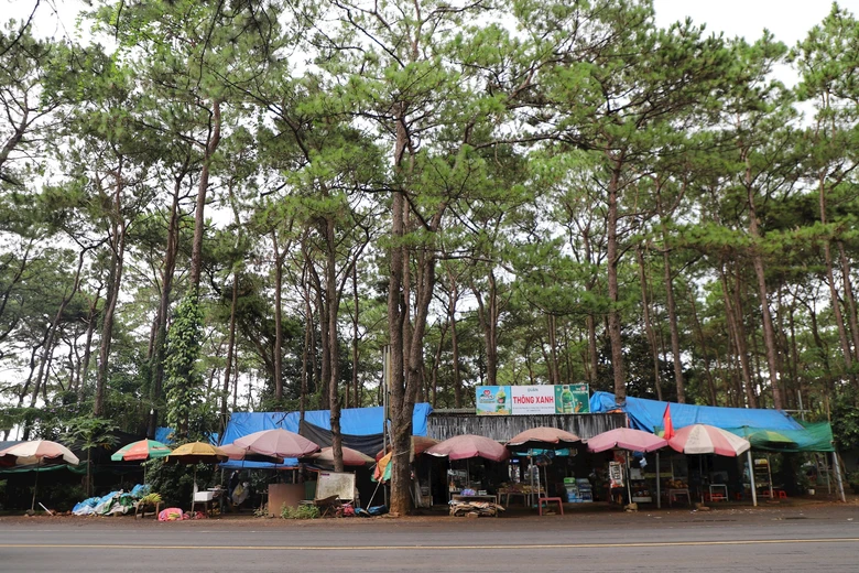 L&acirc;m Đồng vận động chấm dứt x&acirc;y dựng h&agrave;ng qu&aacute;n tr&aacute;i ph&eacute;p trong rừng th&ocirc;ng, dọc quốc lộ 14- Ảnh 1.