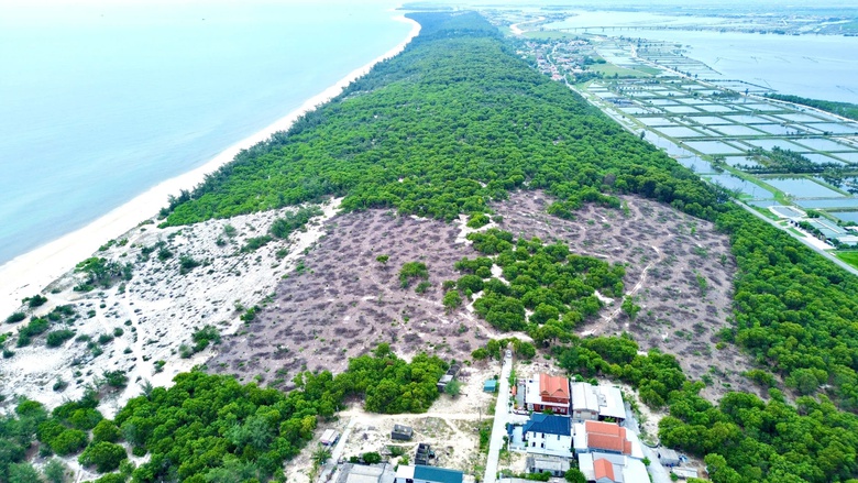 Huế: Y&ecirc;u cầu điều tra 2,5ha rừng ph&ograve;ng hộ bị khai th&aacute;c tr&aacute;i ph&eacute;p- Ảnh 1.