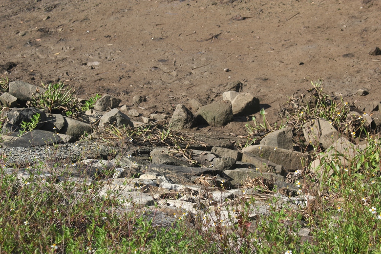 Hà Tĩnh: Đê Tả Nghèn xuống cấp nghiêm trọng, tiềm ẩn tai nạn giao thông- Ảnh 6. Hà Tĩnh: Đê Tả Nghèn xuống cấp nghiêm trọng, tiềm ẩn tai nạn giao thông- Ảnh 6.