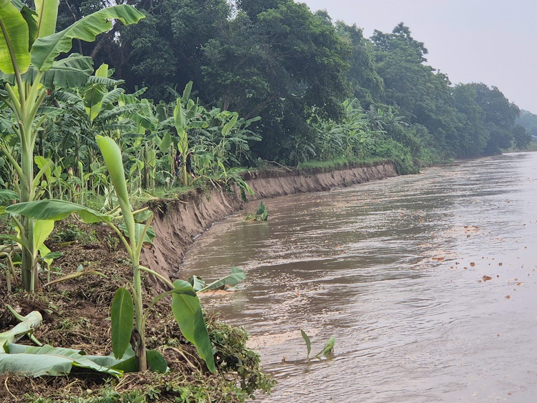 Phú Thọ: Sạt lở bờ sông Hồng nghiêm trọng đoạn xã Lâm Thao- Ảnh 4. Phú Thọ: Sạt lở bờ sông Hồng nghiêm trọng đoạn xã Lâm Thao- Ảnh 4.