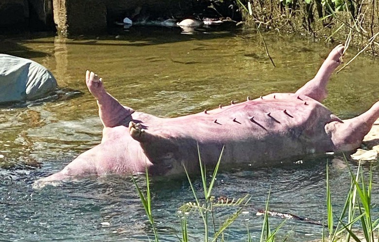 Ph&aacute;t hiện nhiều con lợn chết tr&ocirc;i tr&ecirc;n k&ecirc;nh thủy lợi ở Đ&agrave; Nẵng- Ảnh 1.