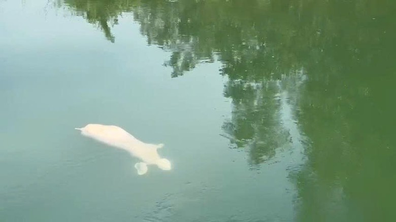 Ph&aacute;t hiện nhiều con lợn chết tr&ocirc;i tr&ecirc;n k&ecirc;nh thủy lợi ở Đ&agrave; Nẵng- Ảnh 2.