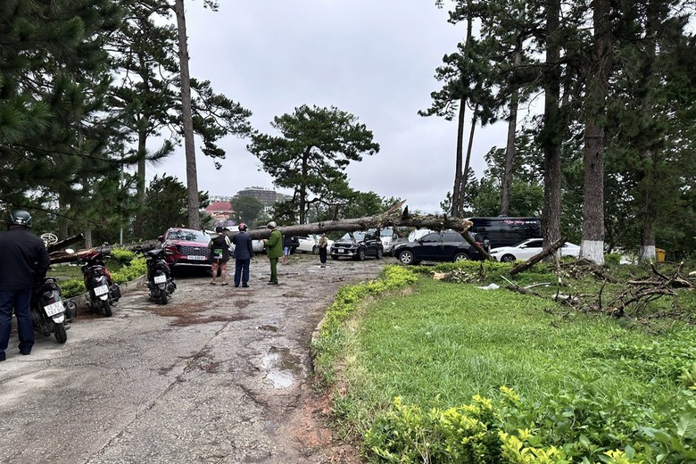 Lâm Đồng: Mưa lớn, nhiều ô tô bị cây cổ thụ ngã đè hư hỏng, biến dạng- Ảnh 3. Lâm Đồng: Mưa lớn, nhiều ô tô bị cây cổ thụ ngã đè hư hỏng, biến dạng- Ảnh 3.