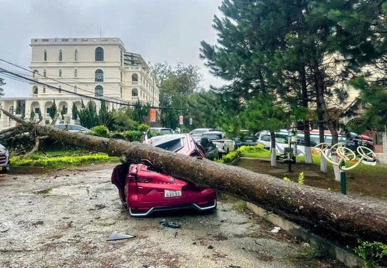 Lâm Đồng: Mưa lớn, nhiều ô tô bị cây cổ thụ ngã đè hư hỏng, biến dạng- Ảnh 1. Lâm Đồng: Mưa lớn, nhiều ô tô bị cây cổ thụ ngã đè hư hỏng, biến dạng- Ảnh 1.