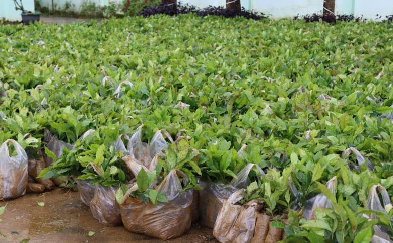 H&agrave;ng trăm ngh&igrave;n c&acirc;y giống trao tay đồng b&agrave;o Tu Mơ R&ocirc;ng thay cho hoa ch&uacute;c mừng đại hội- Ảnh 2.