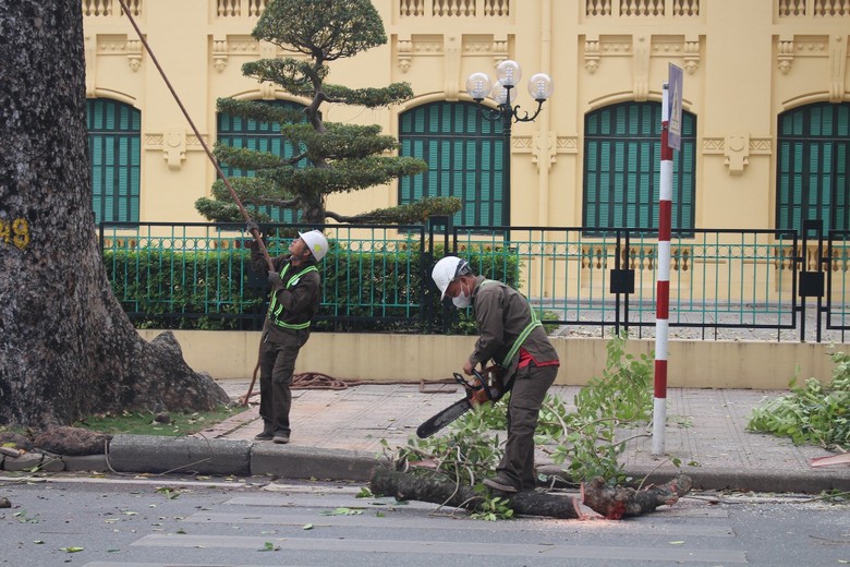 Hà Nội: Dịch chuyển, chặt hạ 24 cây xanh để thi công mở rộng đường Hùng Vương kéo dài- Ảnh 1. Hà Nội: Dịch chuyển, chặt hạ 24 cây xanh để thi công mở rộng đường Hùng Vương kéo dài- Ảnh 1.
