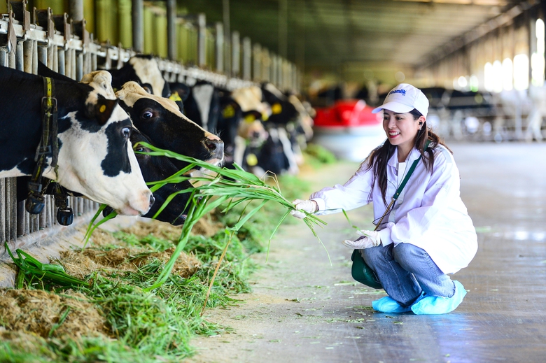 N&oacute;i nơi n&agrave;y l&agrave; &ldquo;resort&rdquo; cho b&ograve; sữa cũng kh&ocirc;ng qu&aacute;. Kh&ocirc;ng tận dụng tối đa diện t&iacute;ch đất để tăng đ&agrave;n, Vinamilk h&agrave;o ph&oacute;ng giữ lại 9 hồ nước nằm xen kẽ với mảng xanh để dự trữ, lưu th&ocirc;ng tuần ho&agrave;n nước v&agrave; đồng thời đ&oacute;ng vai tr&ograve; như những &ldquo;m&aacute;y điều h&ograve;a, cấp ẩm&rdquo; gi&uacute;p kh&ocirc;ng kh&iacute; lu&ocirc;n m&aacute;t mẻ, dễ chịu cho đ&agrave;n b&ograve; sữa, vốn l&agrave; lo&agrave;i hợp với kh&iacute; hậu &ocirc;n đới.  Vinamilk c&oacute; thể định dạnh từng c&aacute; thể b&ograve; nhờ v&agrave;o chip điện tử để theo d&otilde;i sức khỏe, hoạt động v&agrave; thiết kế c&aacute;c chế độ chăm s&oacute;c ph&ugrave; hợp. Thức ăn cũng được quản l&yacute; bằng phần mềm, căn chỉnh khẩu phần theo độ tuổi, t&igrave;nh trạng v&agrave; phối trộn hơn 20 loại hạt, cỏ... nhiều dinh dưỡng. Robot sẵn s&agrave;ng phục vụ thức ăn v&agrave; ph&aacute;t nhạc thư gi&atilde;n, m&aacute;y massage tự động &ldquo;g&atilde;i ngứa&rdquo; khi b&ograve; đến gần&hellip;