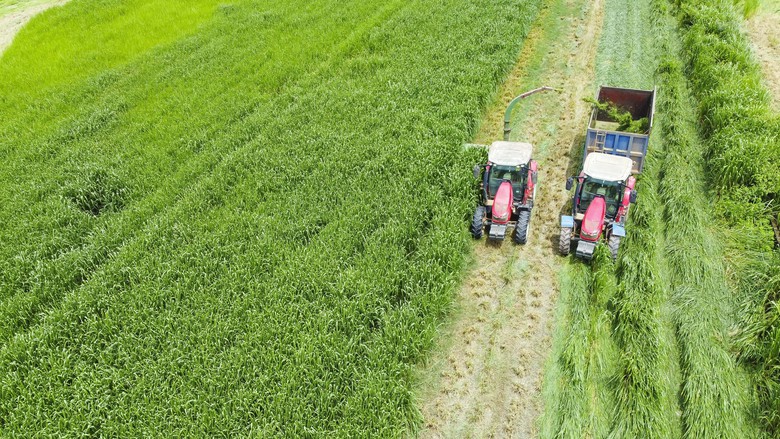 Điều khiến nhiều người ấn tượng kh&ocirc;ng chỉ l&agrave; v&ograve;ng tuần ho&agrave;n đất, nước, xử l&yacute; chất thải&hellip; được h&igrave;nh th&agrave;nh b&ecirc;n trong trang trại m&agrave; c&ograve;n l&agrave; c&aacute;ch Vinamilk mở rộng ra cộng đồng địa phương, tạo n&ecirc;n một v&ugrave;ng n&ocirc;ng nghiệp vệ tinh của c&aacute;c trang trại được ph&aacute;t triển theo hướng bền vững.