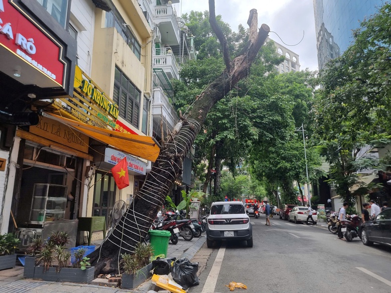 Cần sớm thay nhiều c&acirc;y xanh đ&ocirc; thị chết kh&ocirc; ở H&agrave; Nội- Ảnh 1.