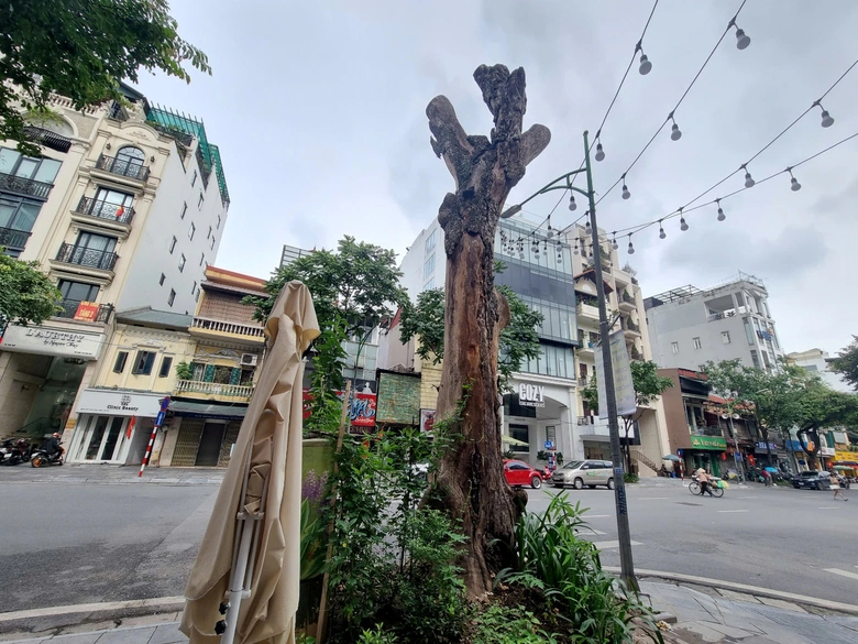 Cần sớm thay nhiều c&acirc;y xanh đ&ocirc; thị chết kh&ocirc; ở H&agrave; Nội- Ảnh 2.