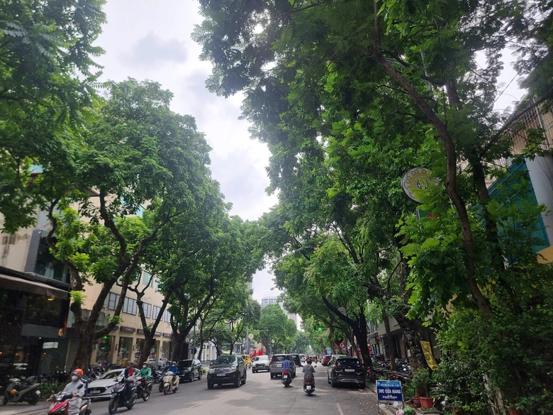 Cần sớm thay nhiều c&acirc;y xanh đ&ocirc; thị chết kh&ocirc; ở H&agrave; Nội- Ảnh 4.