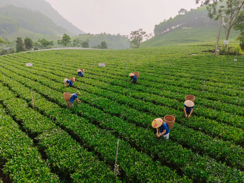 Đồng h&agrave;nh n&acirc;ng tầm v&oacute;c c&acirc;y ch&egrave; Th&aacute;i Nguy&ecirc;n- Ảnh 1.