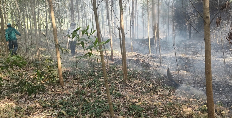Gia Lai: Đốt ong bất cẩn, thiêu rụi khoảng 7.000m² rừng keo- Ảnh 1. Gia Lai: Đốt ong bất cẩn, thiêu rụi khoảng 7.000m² rừng keo- Ảnh 1.