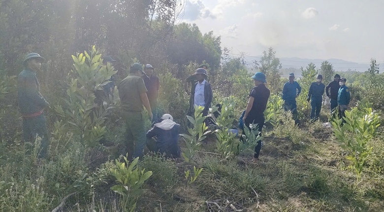 Gia Lai: Đốt ong bất cẩn, thiêu rụi khoảng 7.000m² rừng keo- Ảnh 2. Gia Lai: Đốt ong bất cẩn, thiêu rụi khoảng 7.000m² rừng keo- Ảnh 2.