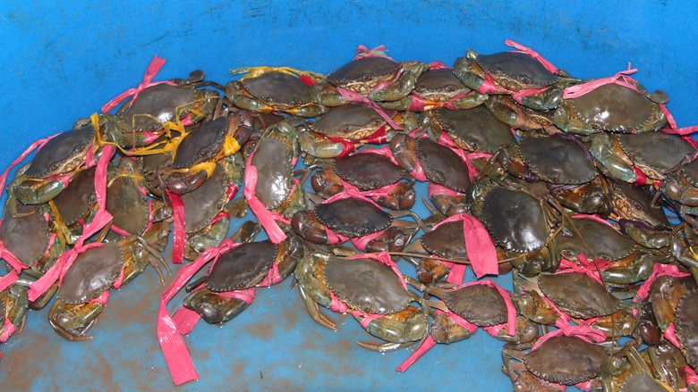 Ph&aacute;t triển hạ tầng giao th&ocirc;ng đưa nghề nu&ocirc;i cua C&agrave; Mau vươn xa- Ảnh 2.