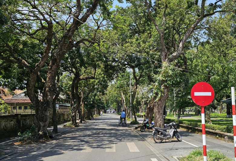 Huế: R&agrave; so&aacute;t c&acirc;y xanh đ&ocirc; thị đảm bảo an to&agrave;n trước m&ugrave;a mưa b&atilde;o- Ảnh 1.