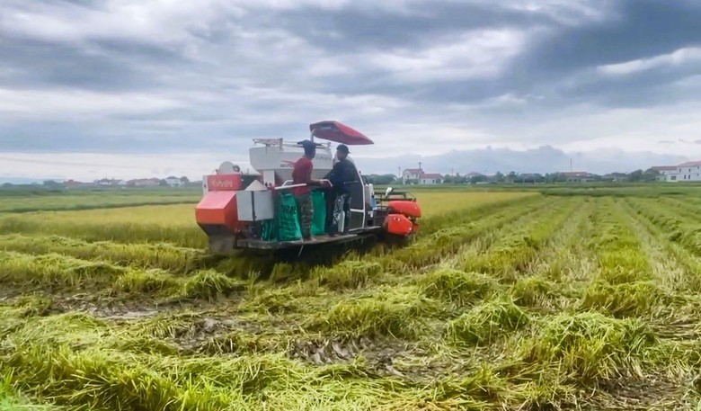 Quảng Trị: T&agrave;u thuyền về bến neo đậu, người d&acirc;n "gặt chạy b&atilde;o" chằng chống nh&agrave; cửa- Ảnh 3.