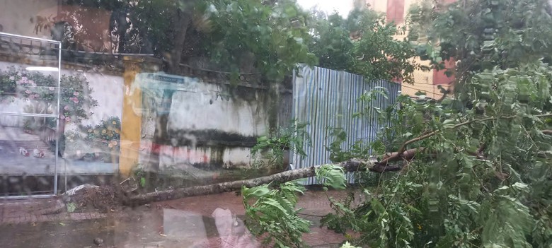 B&atilde;o số 5 quần thảo Nghệ An, đường phố Cửa L&ograve; ngập s&acirc;u, nhiều c&acirc;y xanh g&atilde;y đổ- Ảnh 26.