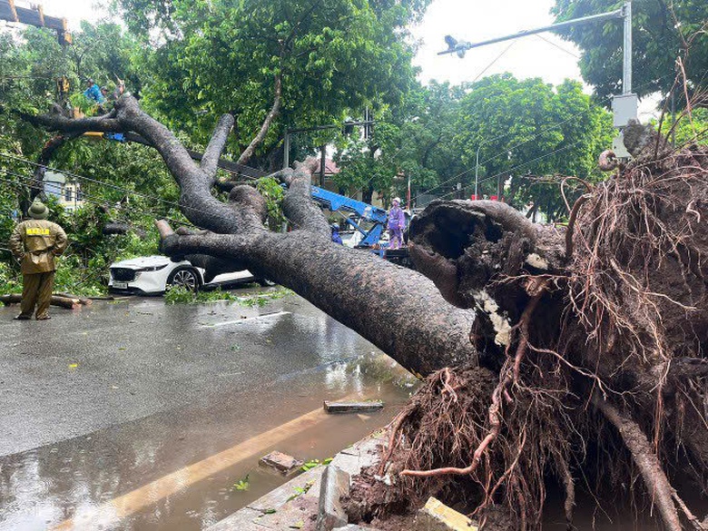 H&agrave; Nội: Th&oacute;t tim khoảnh khắc c&acirc;y x&agrave; cừ cổ thụ đổ đ&egrave; tr&uacute;ng xe &ocirc; t&ocirc; tr&ecirc;n đường Trần Ph&uacute;- Ảnh 1.